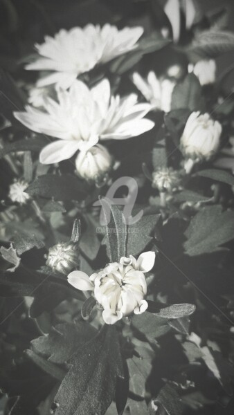 Fotografie getiteld "Chrysanthème blanc ©" door Kasiopea, Origineel Kunstwerk, Digitale fotografie
