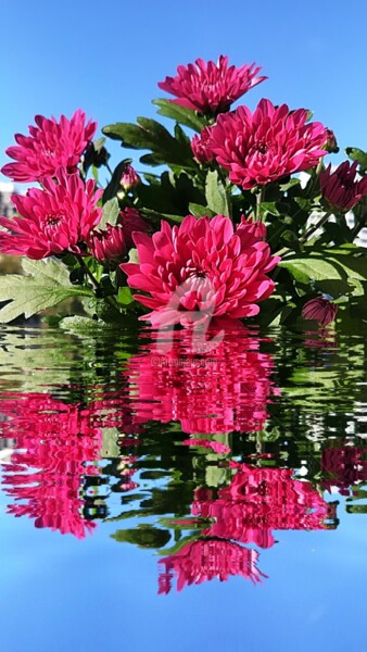 Photographie intitulée "Chrysanthème d'Inde…" par Kasiopea, Œuvre d'art originale, Photographie numérique