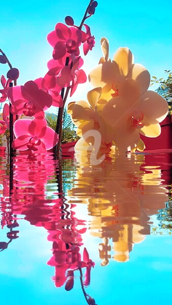 Fotografia intitulada "Orchidée rose & jau…" por Kasiopea, Obras de arte originais, Fotografia digital