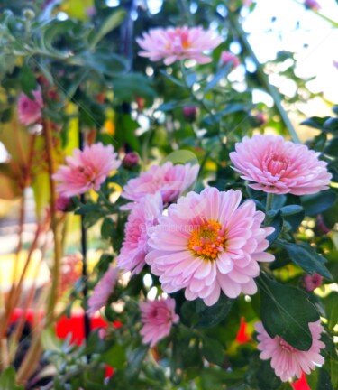 Photographie intitulée "La Chrysanthème des…" par Kasiopea, Œuvre d'art originale, Photographie numérique