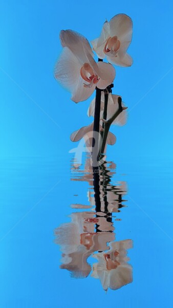 Photographie intitulée "Reflet des orchidée…" par Kasiopea, Œuvre d'art originale, Photographie numérique