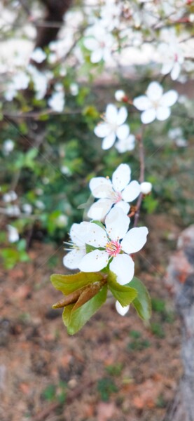 Fotografie mit dem Titel "Prunus cerasifera ©" von Kasiopea, Original-Kunstwerk, Digitale Fotografie