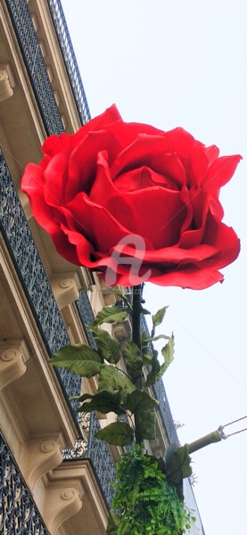 Photographie intitulée "Belle rose ©" par Kasiopea, Œuvre d'art originale, Photographie numérique