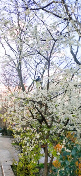 Fotografie mit dem Titel "Prunus blanc ©" von Kasiopea, Original-Kunstwerk, Digitale Fotografie