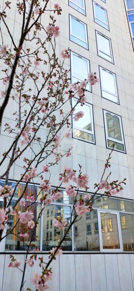 Photographie intitulée "Fleurs de cerisiers…" par Kasiopea, Œuvre d'art originale, Photographie numérique
