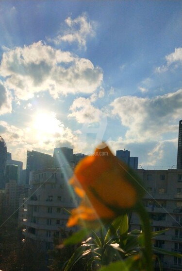 Photographie intitulée "Rose jaune & soleil…" par Kasiopea, Œuvre d'art originale, Photographie numérique