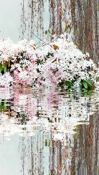Photographie intitulée "Reflet des magnolia…" par Kasiopea, Œuvre d'art originale, Photographie numérique