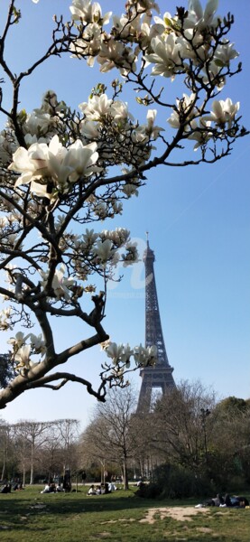 Photographie intitulée "Cerisiers blancs et…" par Kasiopea, Œuvre d'art originale, Photographie numérique