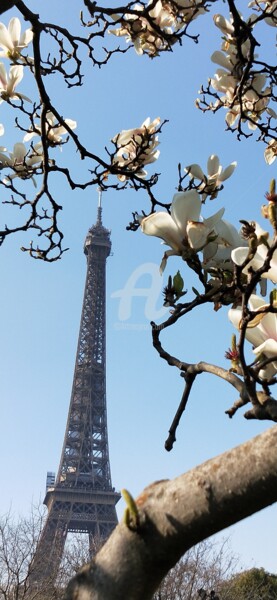 Fotografie mit dem Titel "Fleurs de cerisier…" von Kasiopea, Original-Kunstwerk, Digitale Fotografie