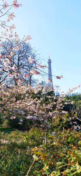 Photographie intitulée "Cerisiers roses et…" par Kasiopea, Œuvre d'art originale, Photographie numérique
