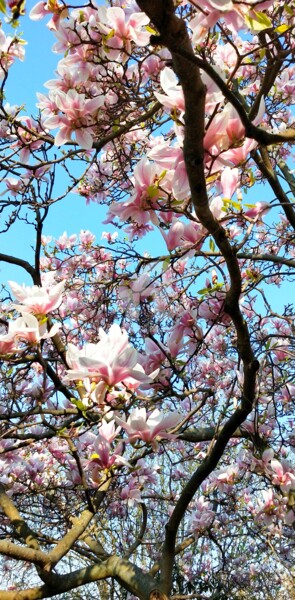 Φωτογραφία με τίτλο "Magnolias et ciel b…" από Kasiopea, Αυθεντικά έργα τέχνης, Ψηφιακή φωτογραφία