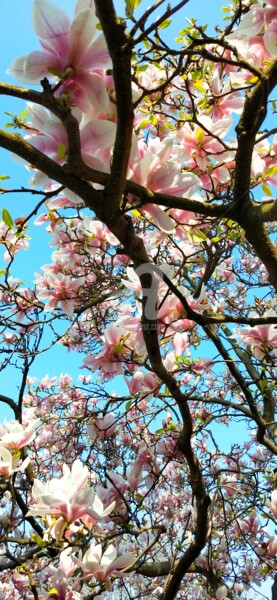 Фотография под названием "Magnolia et un ciel…" - Kasiopea, Подлинное произведение искусства, Цифровая фотография