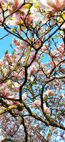 Фотография под названием "Les Magnolias et ci…" - Kasiopea, Подлинное произведение искусства, Цифровая фотография