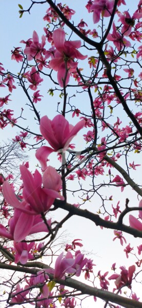 "Magnolia rose ©" başlıklı Fotoğraf Kasiopea tarafından, Orijinal sanat, Dijital Fotoğrafçılık
