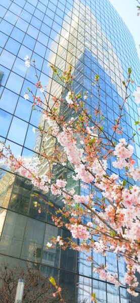 Photographie intitulée "Prunus et reflet de…" par Kasiopea, Œuvre d'art originale, Photographie numérique