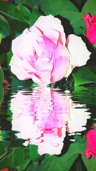 Photographie intitulée "Roses blanches et r…" par Kasiopea, Œuvre d'art originale, Photographie numérique