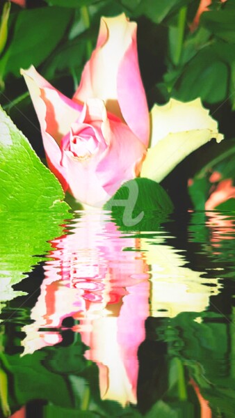 Fotografie mit dem Titel "Reflet fleur rose e…" von Kasiopea, Original-Kunstwerk, Digitale Fotografie