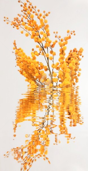 Photographie intitulée "Reflet Acacia dealb…" par Kasiopea, Œuvre d'art originale, Photographie numérique