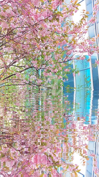 Photography titled "Reflet blossom ©" by Kasiopea, Original Artwork, Digital Photography