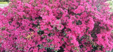 Photographie intitulée "Rhododendron ©" par Kasiopea, Œuvre d'art originale, Photographie numérique