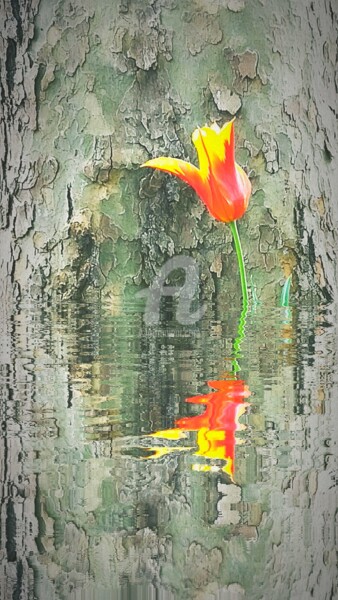 Photography titled "Reflet arbre et tul…" by Kasiopea, Original Artwork, Digital Photography