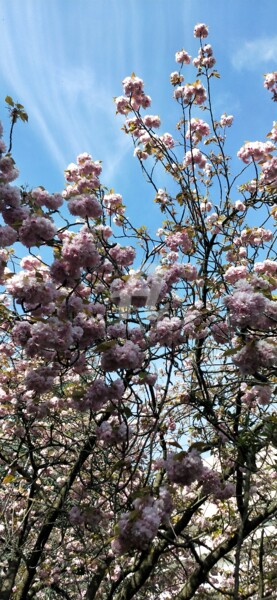 Photographie intitulée "Montagne de fleurs…" par Kasiopea, Œuvre d'art originale, Photographie numérique