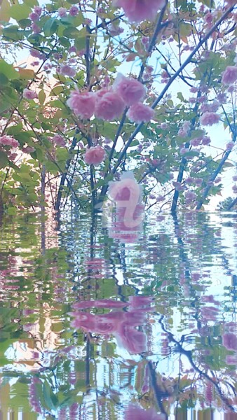 Fotografia intitolato "Reflet Prunus serru…" da Kasiopea, Opera d'arte originale, Fotografia digitale