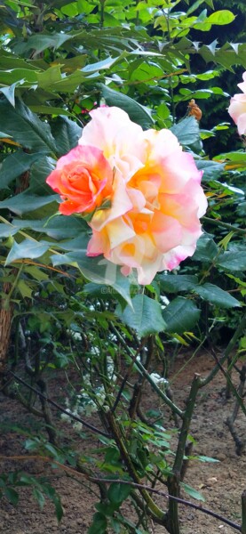 Фотография под названием "Deux roses chinesis…" - Kasiopea, Подлинное произведение искусства, Цифровая фотография
