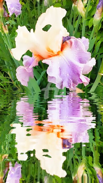Photographie intitulée "Le masque iris germ…" par Kasiopea, Œuvre d'art originale, Photographie numérique