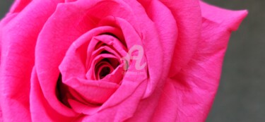 Photographie intitulée "Détail de rose ©" par Kasiopea, Œuvre d'art originale, Photographie numérique