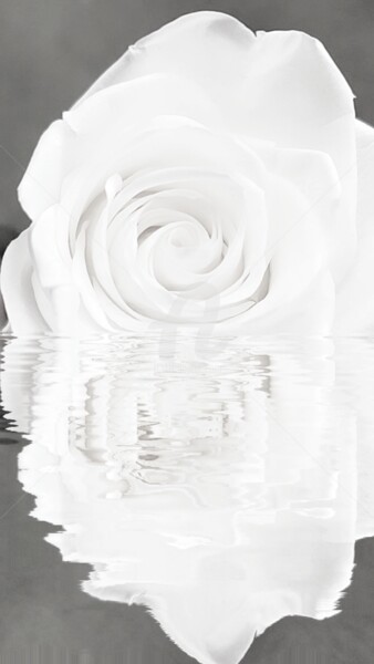 Photography titled "Reflet rose blanche…" by Kasiopea, Original Artwork, Digital Photography