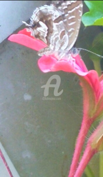 Fotografia zatytułowany „Papillon transparen…” autorstwa Kasiopea, Oryginalna praca, Fotografia cyfrowa