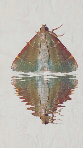 Photographie intitulée "Reflet papillon ble…" par Kasiopea, Œuvre d'art originale, Photographie numérique
