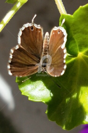 Fotografía titulada "Beau papillon marro…" por Kasiopea, Obra de arte original, Fotografía digital
