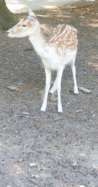 Photographie intitulée "Bambi regarde à gau…" par Kasiopea, Œuvre d'art originale, Photographie numérique