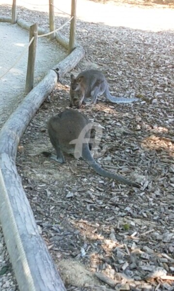 Photography titled "Wallabies ©" by Kasiopea, Original Artwork, Digital Photography
