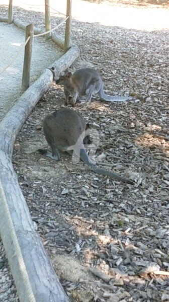 Photography titled "The Wallabies ©" by Kasiopea, Original Artwork, Digital Photography