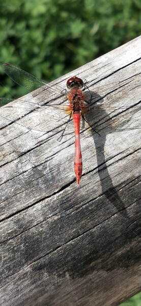 Photography titled "Libellule rouge ©" by Kasiopea, Original Artwork, Digital Photography