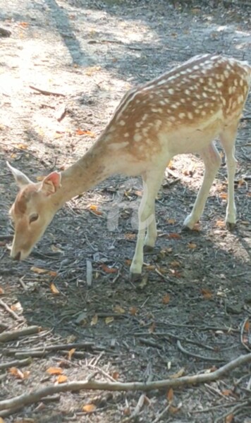 Photographie intitulée "Bambi 4©" par Kasiopea, Œuvre d'art originale, Photographie numérique