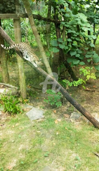 제목이 "Chat léopard ©"인 사진 Kasiopea로, 원작, 디지털