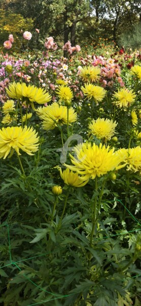 Фотография под названием "Chrysanthemum indic…" - Kasiopea, Подлинное произведение искусства, Цифровая фотография
