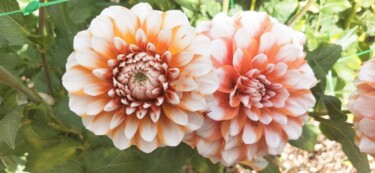 Фотография под названием "Deux Chrysanthemum…" - Kasiopea, Подлинное произведение искусства, Цифровая фотография