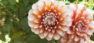 Photographie intitulée "Belles Chrysanthemu…" par Kasiopea, Œuvre d'art originale, Photographie numérique