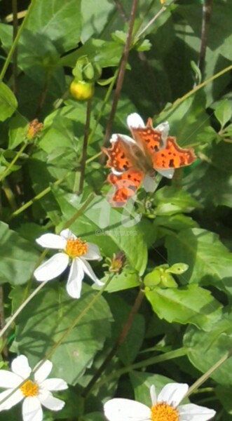 Fotografie getiteld "Papillon orange et…" door Kasiopea, Origineel Kunstwerk, Digitale fotografie