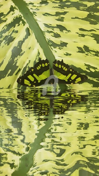 Fotografie mit dem Titel "Reflet Siproeta ste…" von Kasiopea, Original-Kunstwerk, Digitale Fotografie