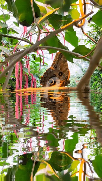 Photographie intitulée "Reflet papillon et…" par Kasiopea, Œuvre d'art originale, Photographie numérique