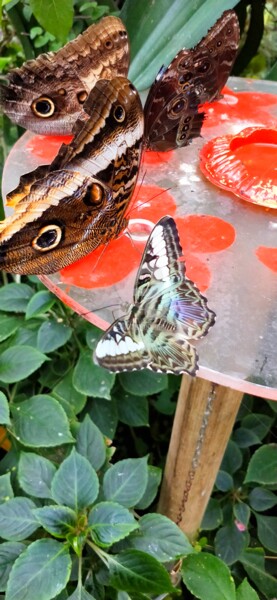 Photographie intitulée "Papillon motif zèbr…" par Kasiopea, Œuvre d'art originale, Photographie numérique