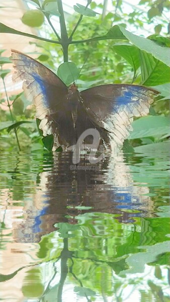 Photographie intitulée "Reflet papillon noi…" par Kasiopea, Œuvre d'art originale, Photographie numérique