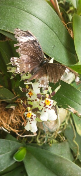 Photographie intitulée "Papillon style aile…" par Kasiopea, Œuvre d'art originale, Photographie numérique