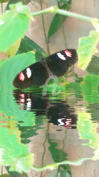 Photographie intitulée "Reflet Papillon noi…" par Kasiopea, Œuvre d'art originale, Photographie numérique